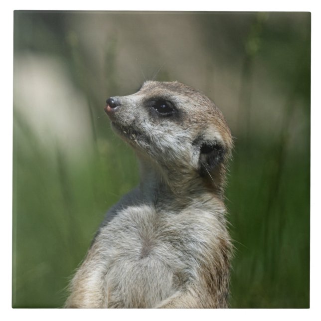 Meerkat 15 fliese (Vorderseite)