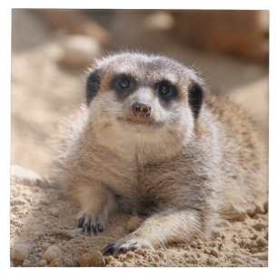 Meerkat 174 fliese