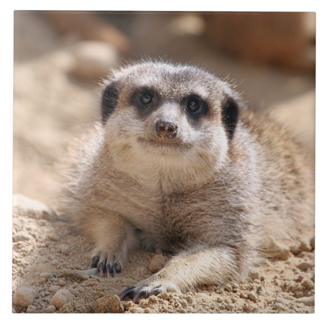 Meerkat 174 fliese (Vorderseite)
