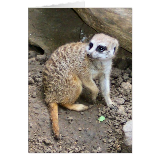 Meerkat #2 (Vorne)