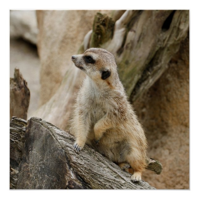 Meerkat 2014-1001 poster (Vorderseite)