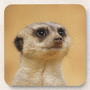 Meerkat 2014-1101 untersetzer