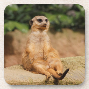 Meerkat_2015_0110 Untersetzer
