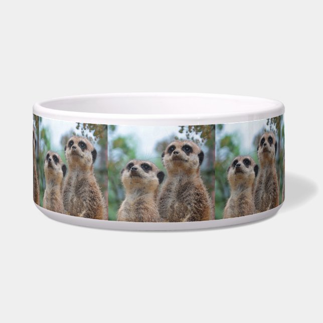 Meerkat_2015_0410 Napf (Vorderseite)