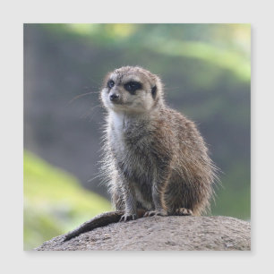 Meerkat_20171101_by_JAMFoto Magnetkarte