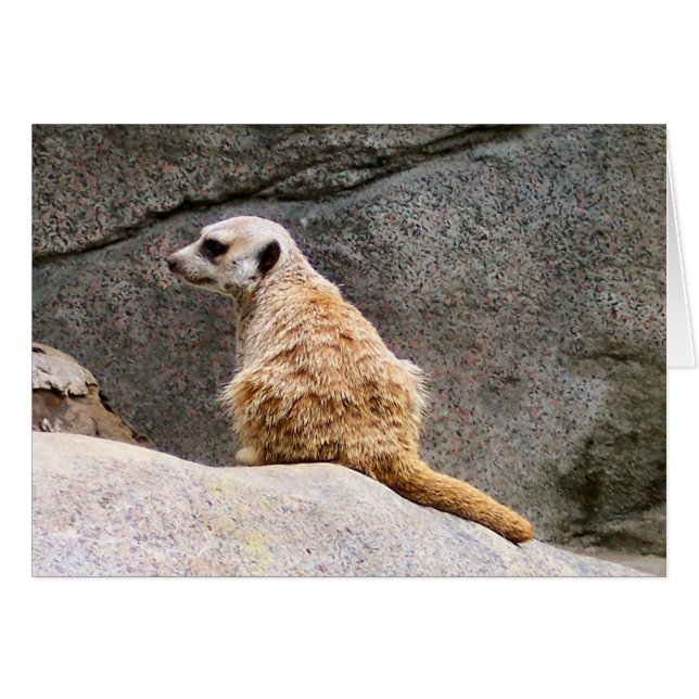 Meerkat #3 (Vorderseite (Horizontal))