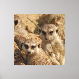 Meerkat 39 leinwanddruck