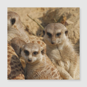 Meerkat 39 magnetkarte
