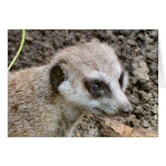 Meerkat #5