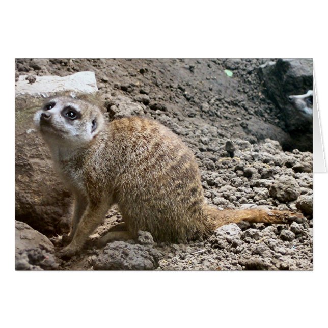 Meerkat #6 (Vorderseite (Horizontal))