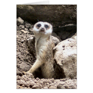 Meerkat #7