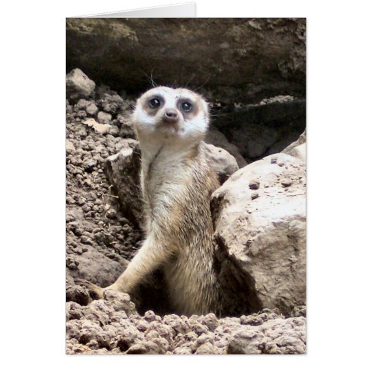 Meerkat #7 karte