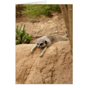 Meerkat à chaud