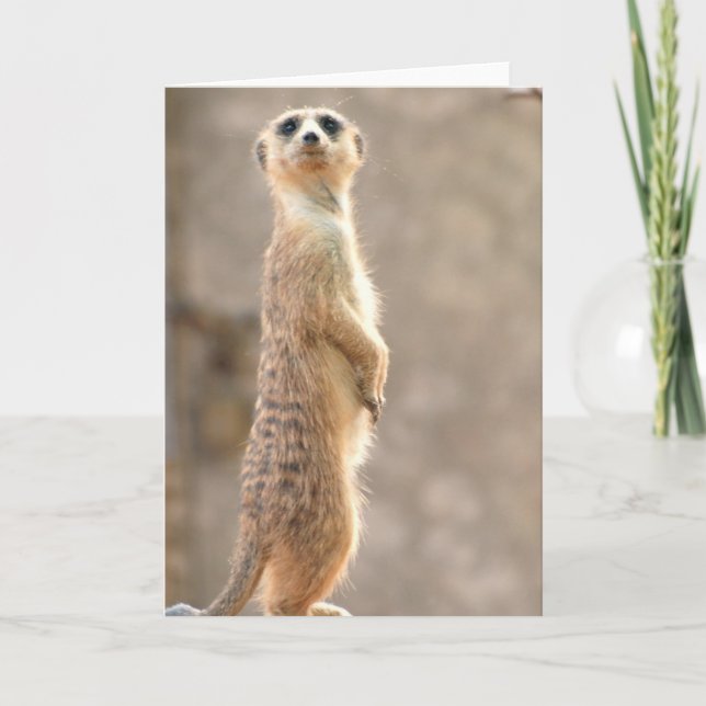 Meerkat à la carte de voeux d'attention (Devant)