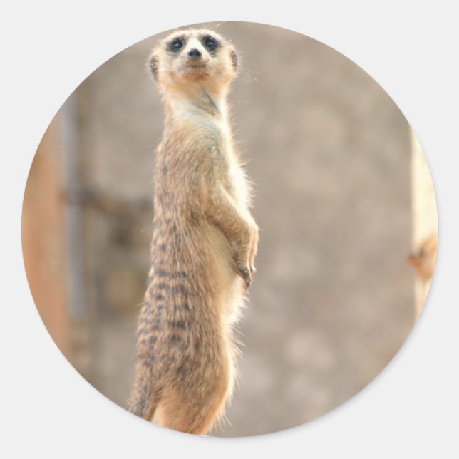Meerkat à Stickers Attention (Devant)