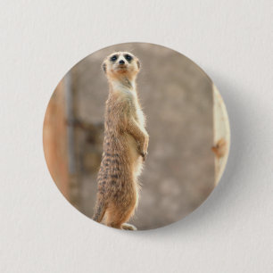 Meerkat am Aufmerksamkeits-Knopf Button