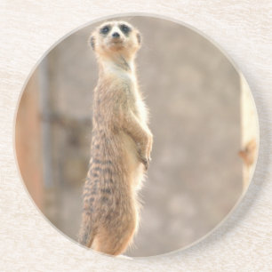 Meerkat an den Aufmerksamkeits-Untersetzer Untersetzer