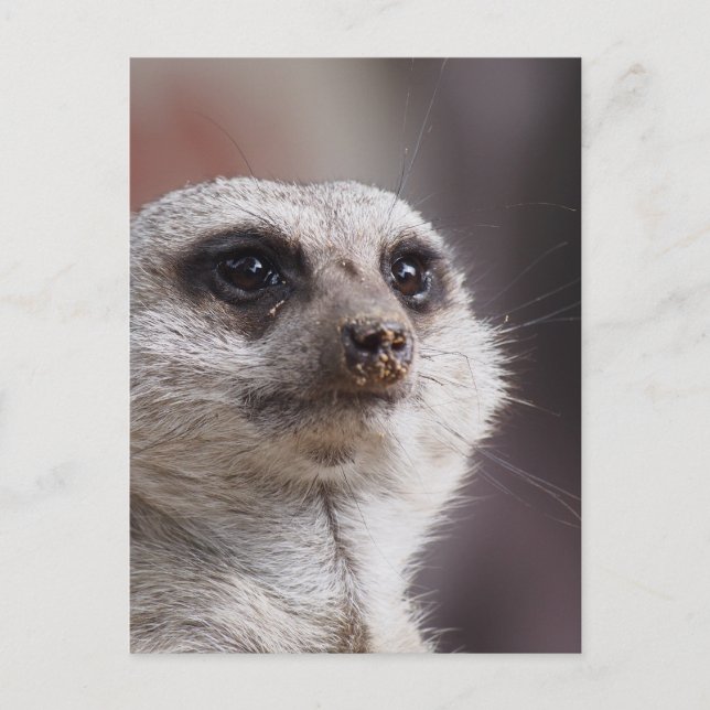 Meerkat Animal Safari Africa Niedlich Suricate Postkarte (Vorderseite)