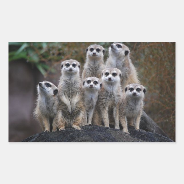 Meerkat Animal Safari Africa Niedlich Suricate Rechteckiger Aufkleber (Vorderseite)