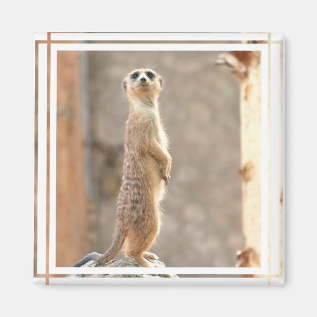 Meerkat at Attention Magnet (Vorne)