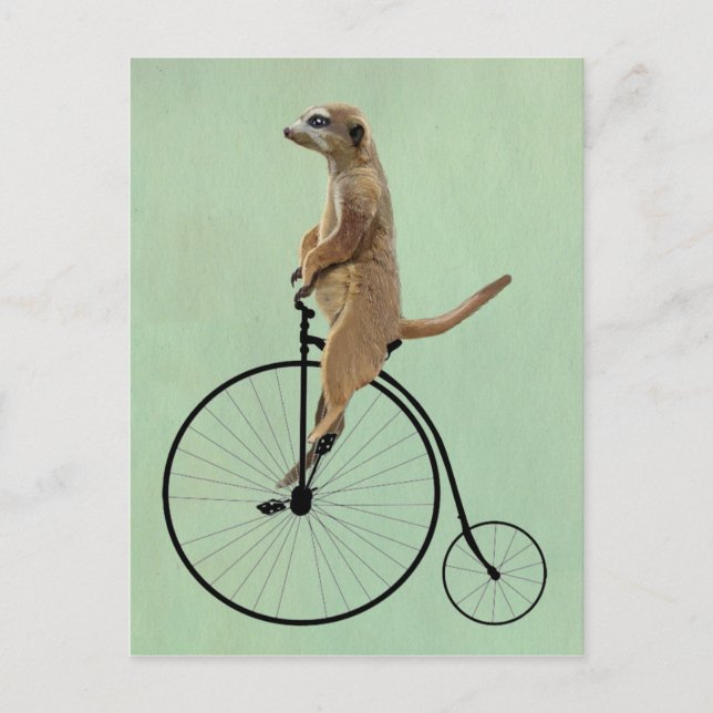Meerkat auf Black Penny Farthing 2 Postkarte (Vorderseite)