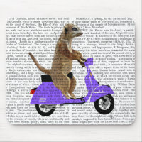 Meerkat auf Lilac Moped