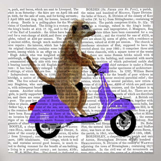 Meerkat auf Lilac Moped Poster (Vorne)