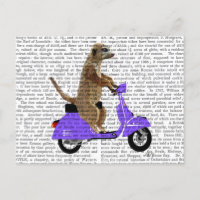 Meerkat auf Lilac Moped