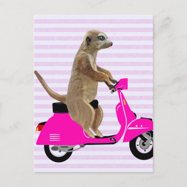 Meerkat auf rosa Moped 2 Postkarte (Vorderseite)