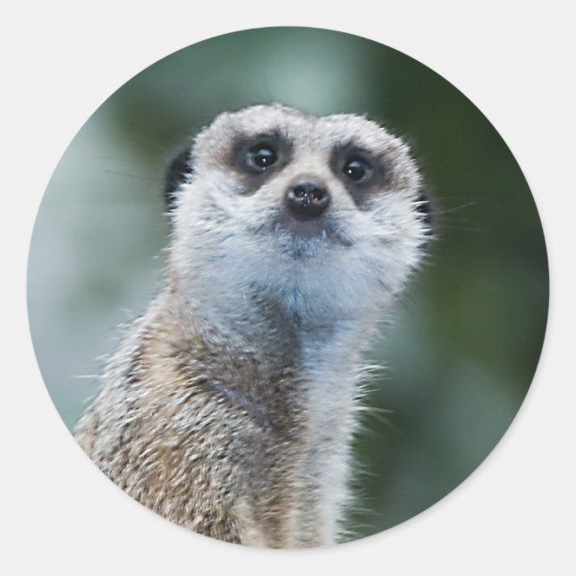 Meerkat Aufkleber (Vorderseite)