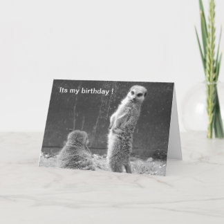 Meerkat Birthday Card Karte