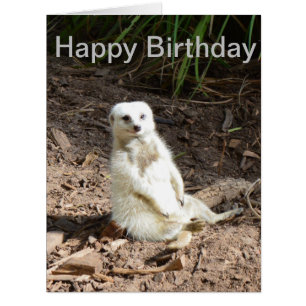 Meerkat blanc pâle inhabituel, carte d'anniversair