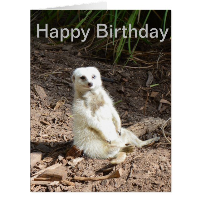 Meerkat blanc pâle inhabituel, carte d'anniversair (Devant)