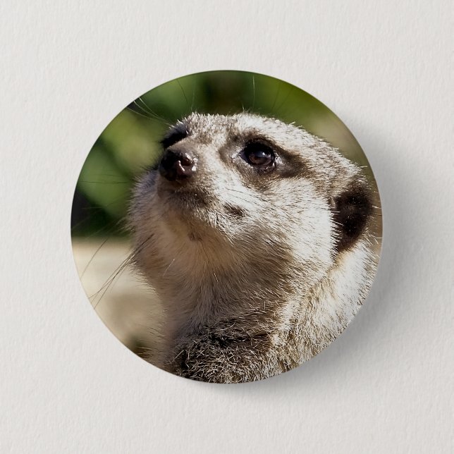 MEERKAT BUTTON (Vorderseite)