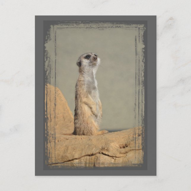 Meerkat Collection Postcard Postkarte (Vorderseite)