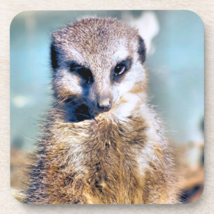 MEERKAT dessous de verre en plastique dur