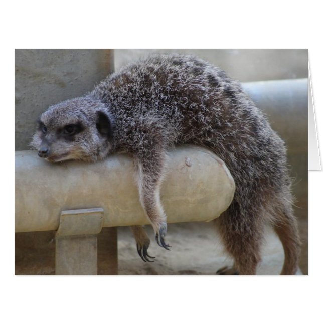 Meerkat Down (Vorderseite (Horizontal))
