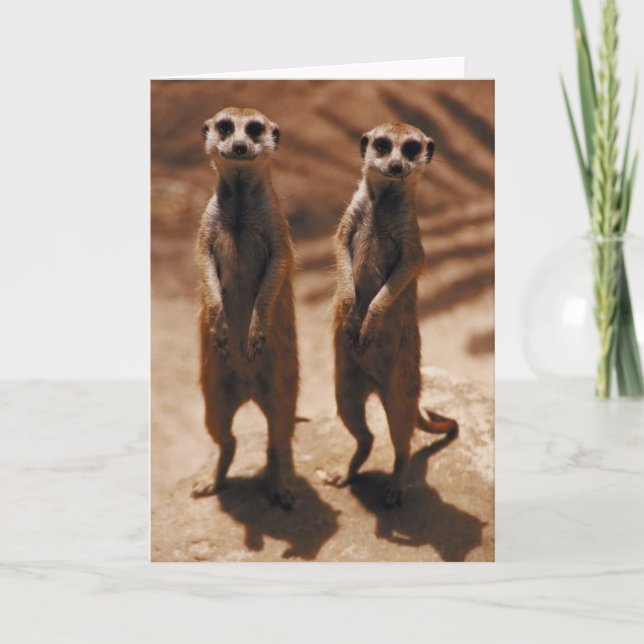 Meerkat Duo Karte (Vorderseite)