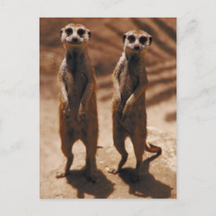 Meerkat Duo Postkarte