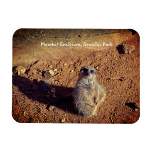 Meerkat Enclosure, Drusillas Park Magnet