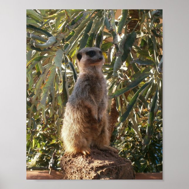 Meerkat Et Grands Feuilles Verts, Poster (Devant)