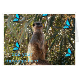 Meerkat Et Papillons Bleus,