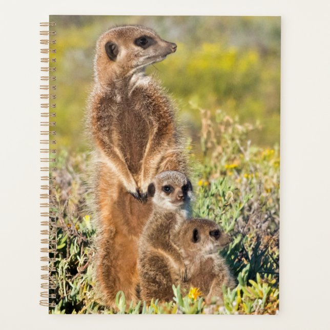Meerkat Family Portrait Planer (Vorderseite)