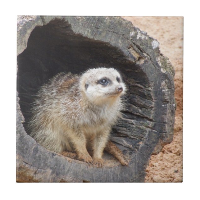 Meerkat Fliese (Vorderseite)