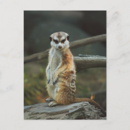 Meerkat Foto Postkarte