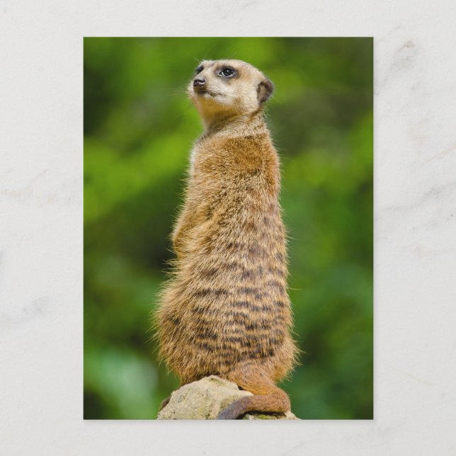 Meerkat Foto Postkarte (Vorderseite)
