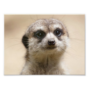Meerkat Fotodruck