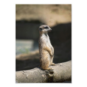 Meerkat Fotodruck