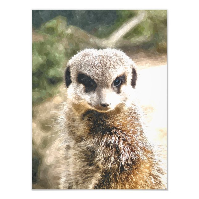 MEERKAT FOTODRUCK (Vorne)