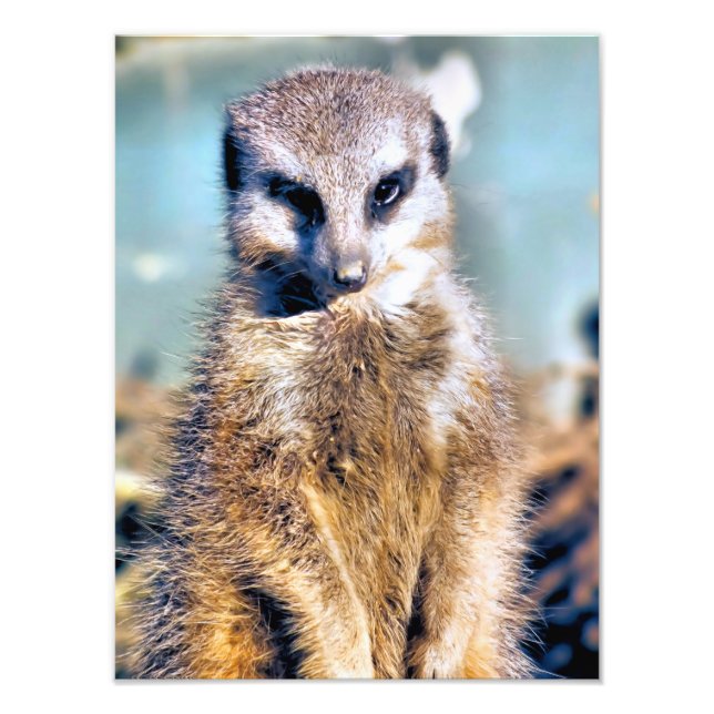 MEERKAT FOTODRUCK (Vorne)